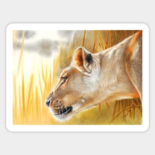 The African Queen, Lioness Big Cat Sticker